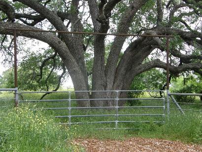 Bastrop County - Hills Prairie TX tree