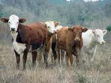 Jeddo TX - Cows