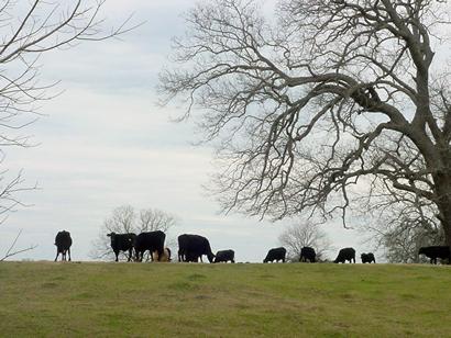 cows grazing levee of Colorado River, Kirtley Texas 