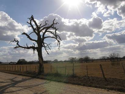 Little NewY ork Tx Brasco Cemetery Tree