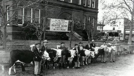 1941 Calf Show in front of Madison County courthouse,  Madisonville Texas