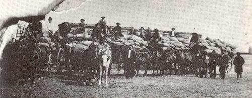 Cotton Wagons, Marion Texas old photo