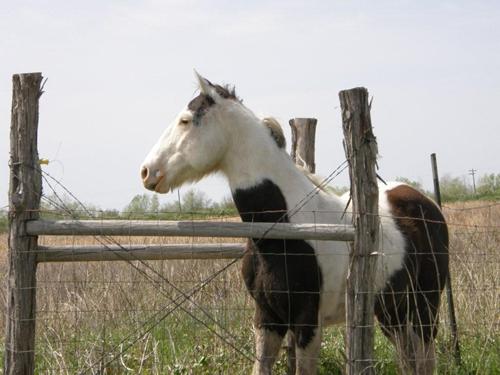Monaville, Texas - Horse
