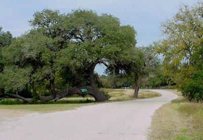 Osage TX Tree in Road