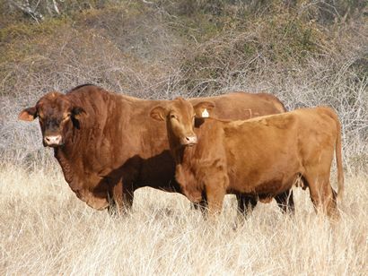 Oso TX  rural scene - bull and cow in tall grass