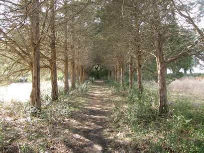 Oso TX - Pine Springs Cemetery Path