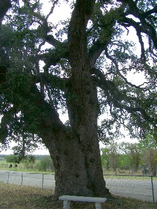  Post OakTexas Guadalup County - Live Oak