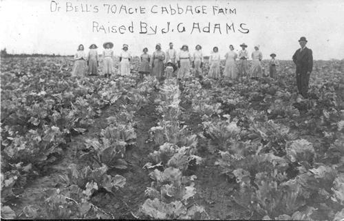 Rock Island Texas Dr. Bell's 70 Acre Cabbage Farm 