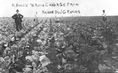 Rock Island Texas Dr. Bell's 70 Acre Cabbage Farm 
