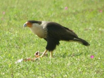 Bastrop County, Rosanky TX - Caracara