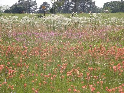 Bastrop County - Rosanky TX Wildflowers