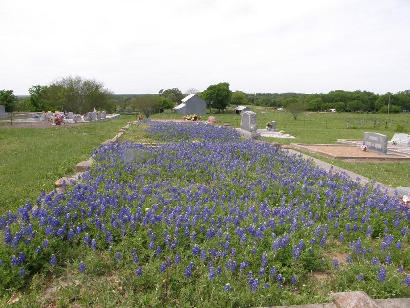 Fayette County TX - Rutersville Cemetery Bluebonnet Field