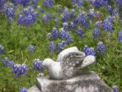 Fayette County TX - Rutersville Cemetery Tombstone Dove in bluebonnets