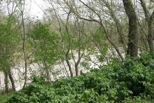 Brazos river  near  Stephen F. Austin State Park