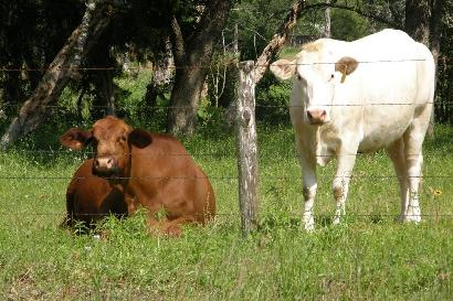 Bastrop County Texas String Prairie TX Cows