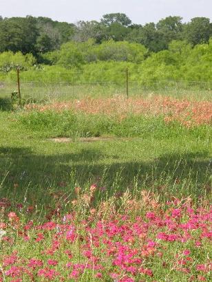 Bastrop County Texas String Prairie TX wildflowers