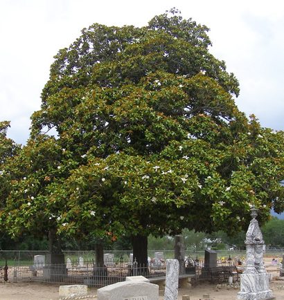 ann magnolia tree pictures. Giant Magnolia Tree