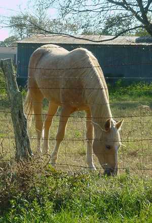 A horse in Waelder Texas