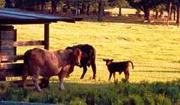 cows in central Texas