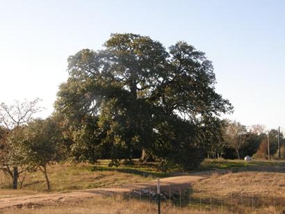 Zapalac TX Country Scene
