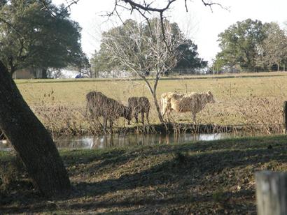 Zapalac TX Cows
