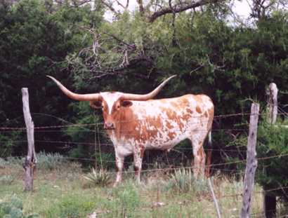 HamiltonTxNearTexasLongHorn102004BarclayGibson.jpg