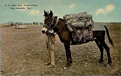 Mule in San Antonio TX U.S. Army Post