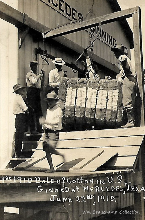 Mercedes, TX - First 1910 Bales of Cotton in US