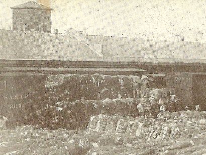 South TX Cotton Advertising circa 1910