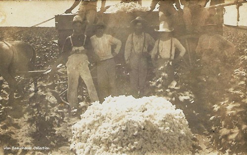 Falfurrias TX - 1908 Cotton Scene