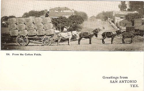 San Antonio, Texas , Cotton wagon with huge load from the cotton fields 