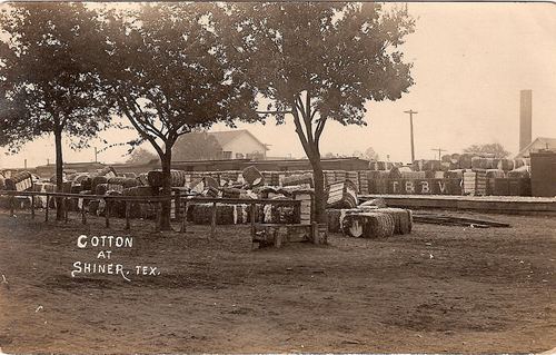 Lavaca County Texas cotton scene