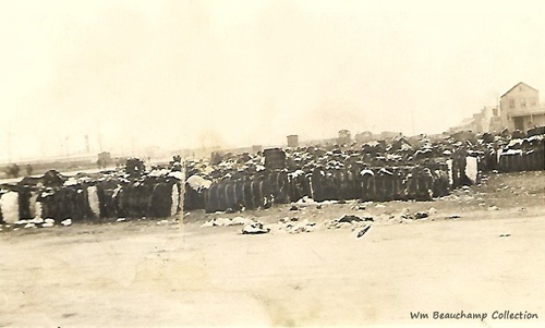 Texas Cotton Partly Destroyed  by hurricane