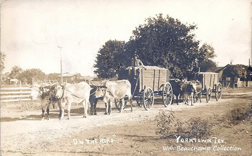 Yorktown TX longhorns pulled cotton wagons