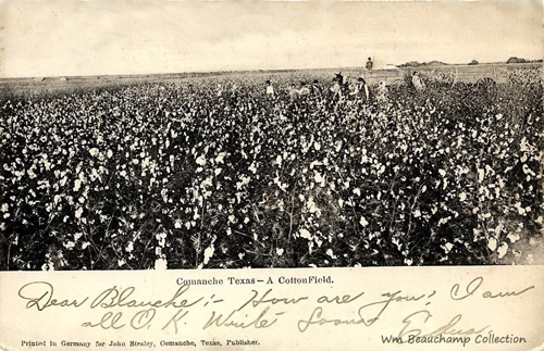 Comanche, TX cotton field