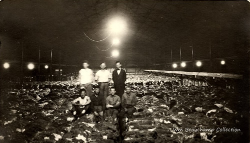 Galveston TX men posing on bales of cotton