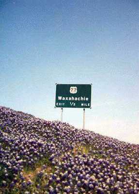 bluebonnets in Waxahachie