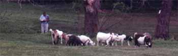 Goatherd and his goats