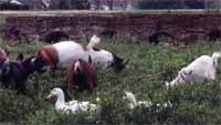 ducks and goats by the bridge