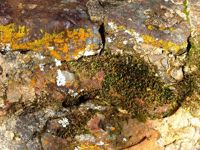 Houston County TX Rock with Lichen