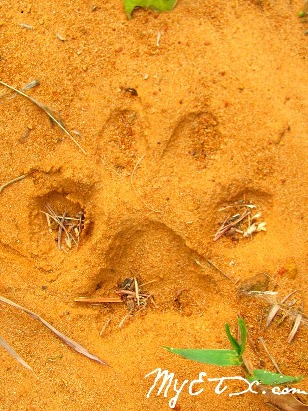 Panther Track in East Texas