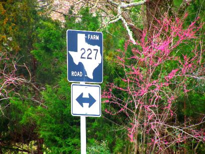 Redbuds on FM227, Houston County, Texas