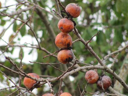 Texas Persimmons