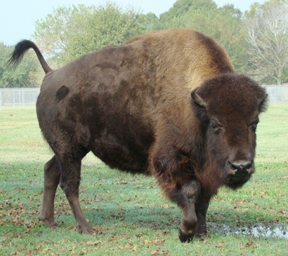 Bison - Buffalo in Texas