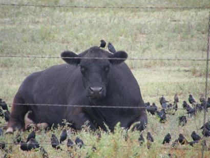 Texas - Cow with black birds