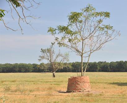 Bluff Texas -  Tree In Well