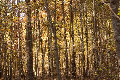 October woods, Gregg County, Texas