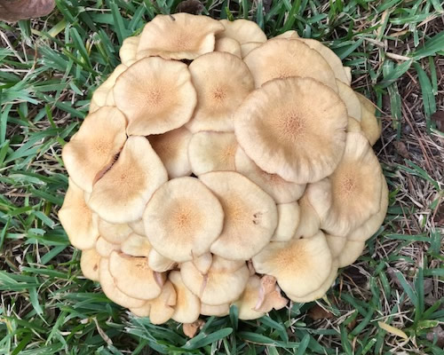 Conroe TX - Mushrooms In the Yard