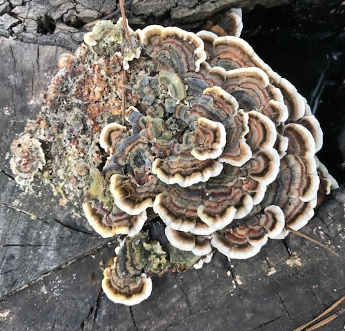 Conroe TX - Mushrooms In the Yard