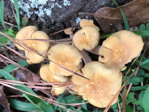 Conroe TX - Mushrooms In the Yard